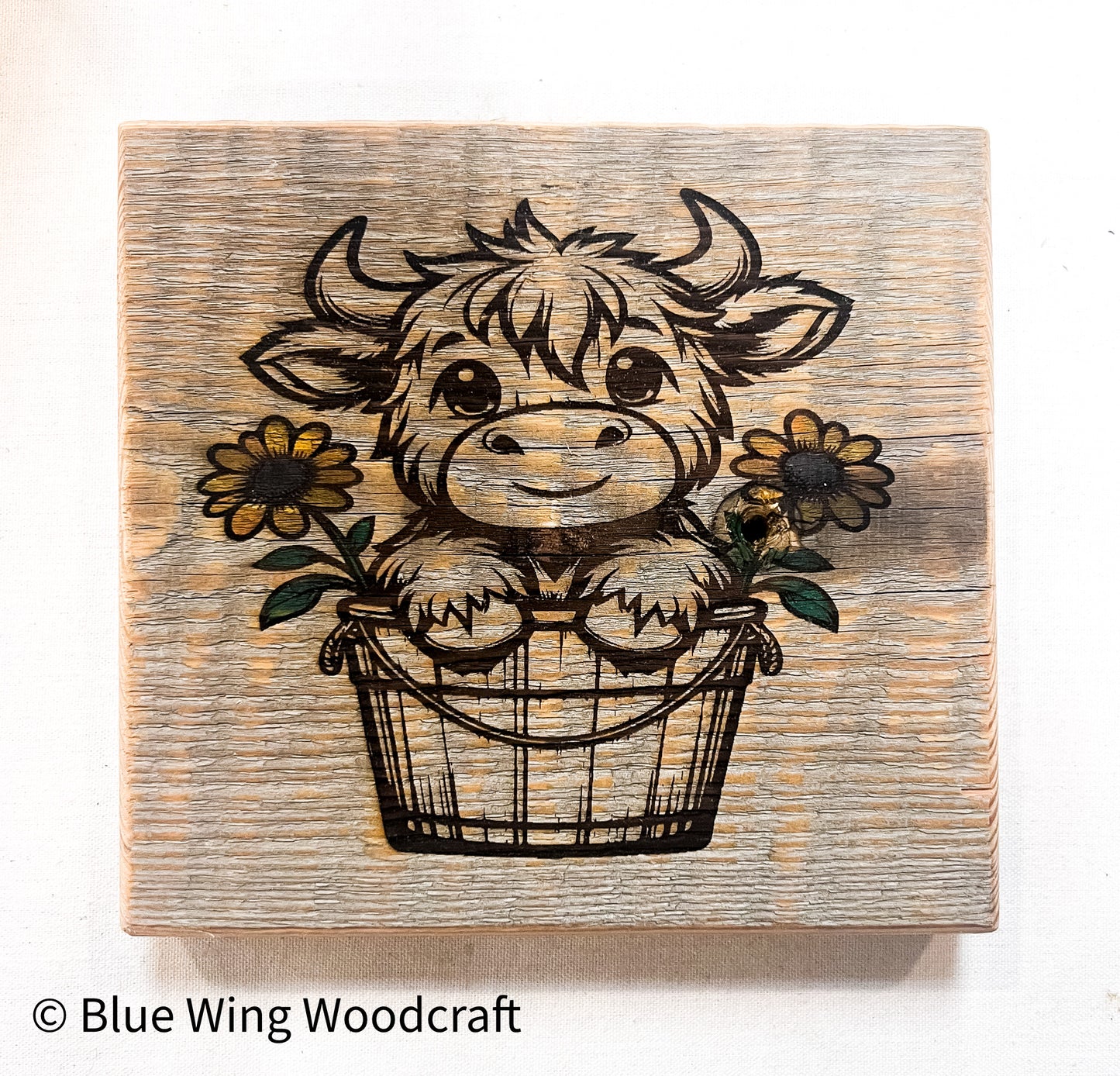 Sign, Highland Calf in Bucket